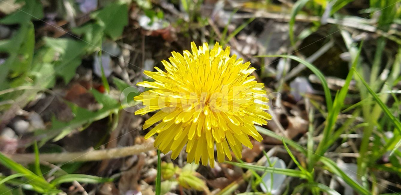 봄,blossom,flower,식물,plant,꽃,nature,자연,민들레
