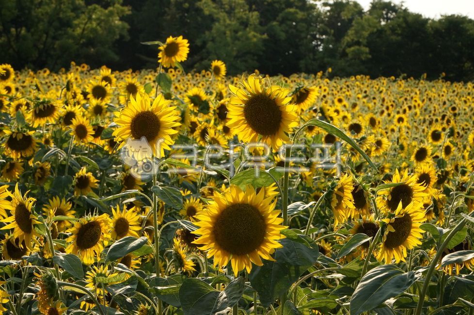 해바라기,sunflower,꽃,blossom,꽃밭,해바라기꽃밭