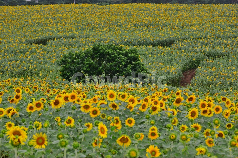 field,들,outdoors,옥외,nature,자연,rural,농촌,farm,농장,고창,학원농장,해바라기,해바라기밭,해바라기꽃,농업,농사,경작,농경,자연,풍경,nature,landscape