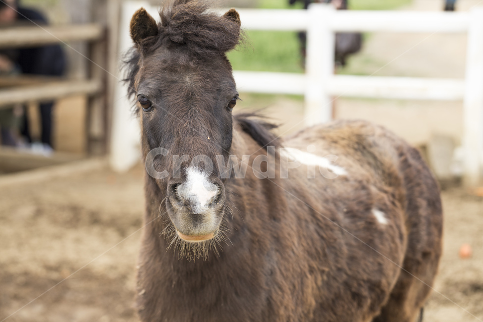 당나귀,나귀,동물,포유류,초식,동물원,우리,동물,animal,포유류,mammal,목축업,목장,livestock farming,ranching,pasture
