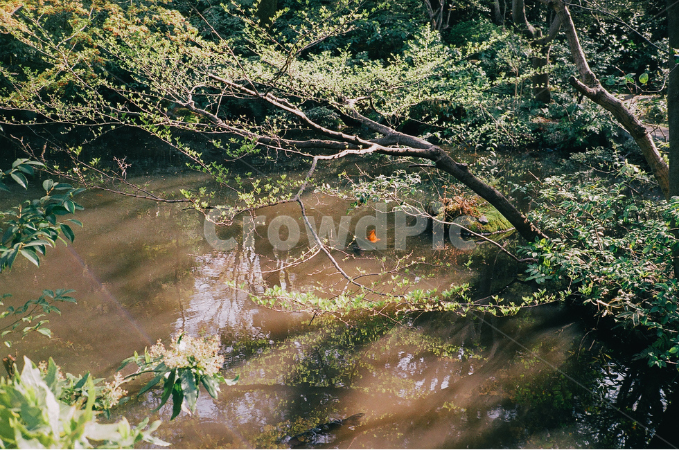 공원,산책,금붕어,호수,정원,자연,풍경,nature,landscape,식물,plants,나무,trees,wood,land,땅,outdoors,옥외,water,물,swamp,늪,bog,변소,marsh,습지,plant