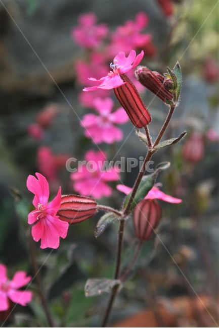 붉은장구채,석죽과,장구채류,식물,꽃,식물,자연,plants,nature,꽃,flower