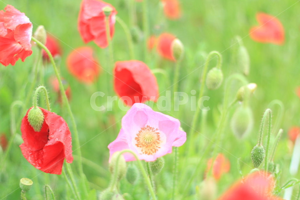여름,시작,양귀비,위안,꽃,식물,자연,plants,nature,꽃,flower