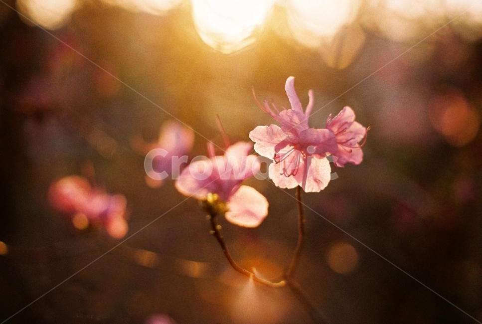 꽃,식물,감성,감성사진,필름,필름사진,역광,식물,자연,plants,nature,꽃,flower,감성,sensible,feeling