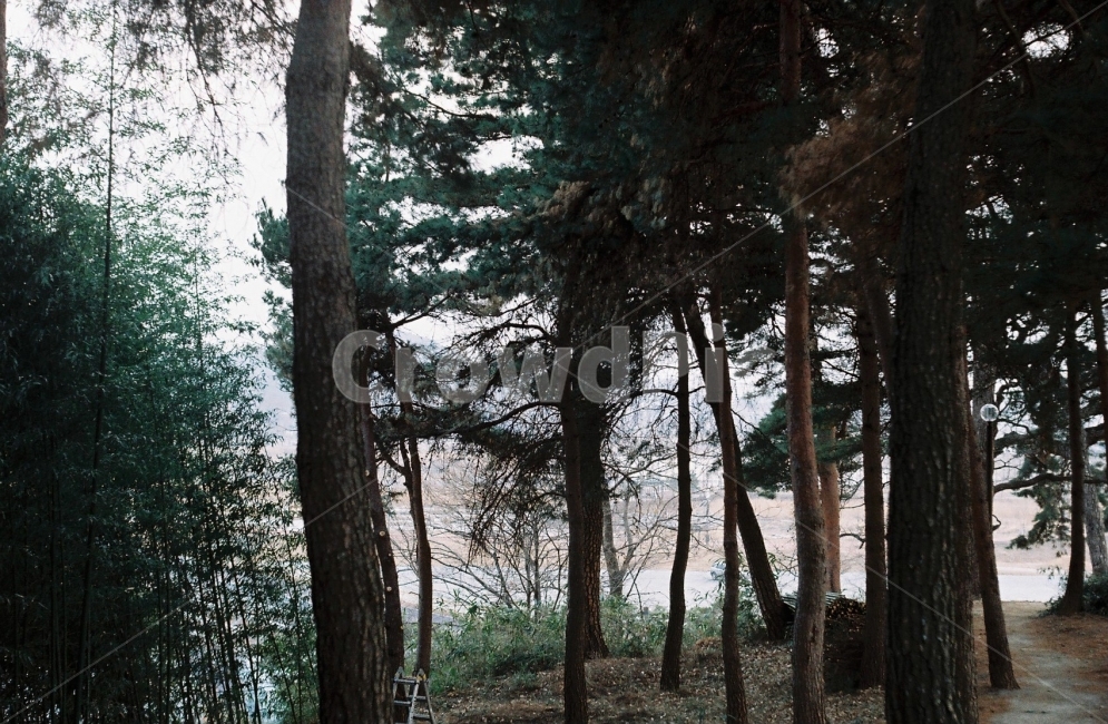 강릉,여행,여행사진,풍경,자연,감성사진,소나무,필름,식물,자연,plants,nature,나무,trees,wood