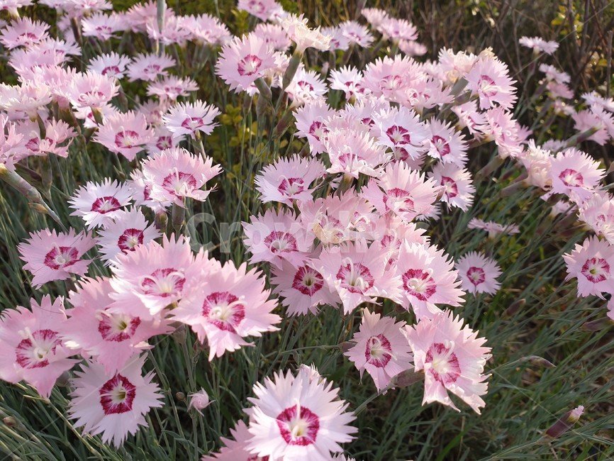 식물,꽃,plant,flower,blossom,자연,nature,daisy,데이지,dalsles,만발한,선명한,풍성한,식물,자연,plants,nature,꽃,flower