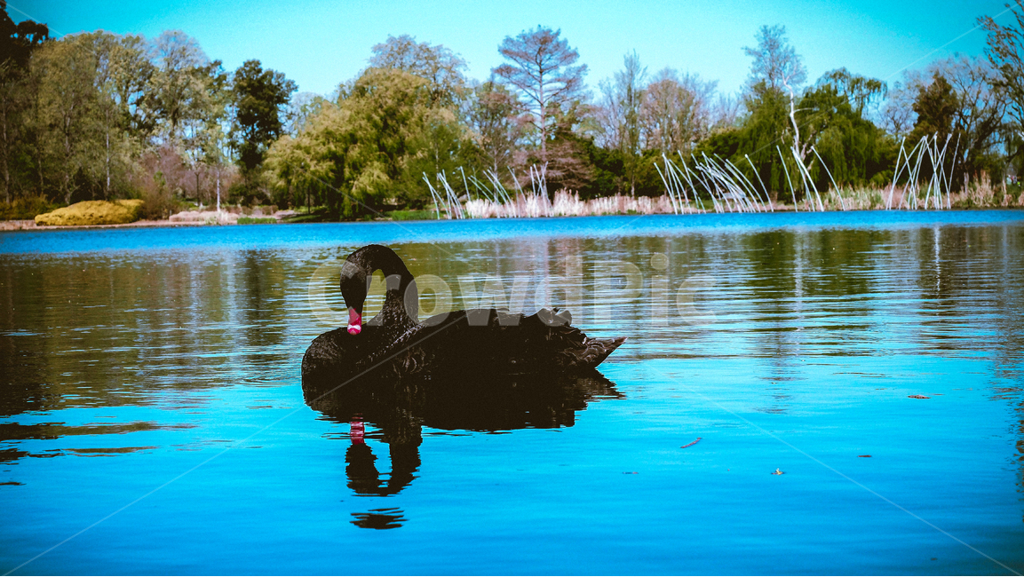 검은오리,오리,동물,duck,black,animal,동물,animal,조류,새,birds
