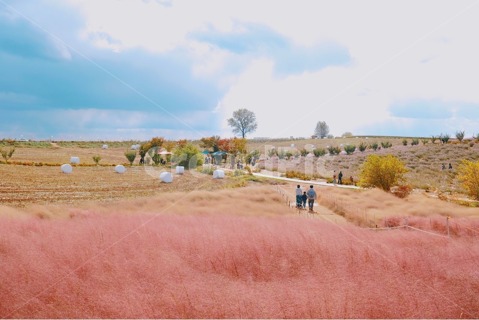 풍경,가을,핑크뮬리,자연,하늘,나무,가을풍경,가을,계절,fall,autumn,season,자연,풍경,nature,landscape,한국자연풍경,한국자연경관,korea nature landscape,사람들,대중,군중,other people,crowd,감성,sensible,feeling,색깔,색상,색채,색감,color sense,color sensitivity,feeling of color,human,인간,person,사람,outdoors,옥외,ground,바닥