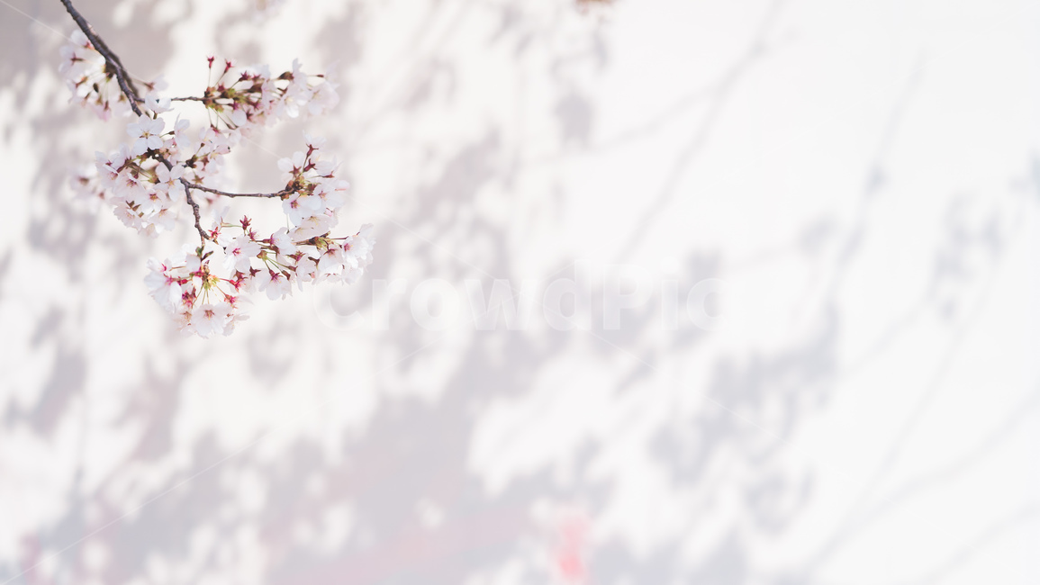 봄꽃,꽃,벚꽃,spring,자연,식물,자연,plants,nature,꽃,flower