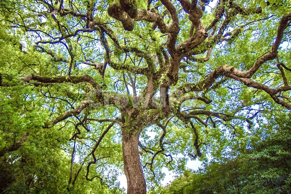 treetrunk,나무줄기,tree,나무,식물,고목,그린,녹색,여름,계절,오랜된나무,자유변형,자연,풍경,nature,landscape
