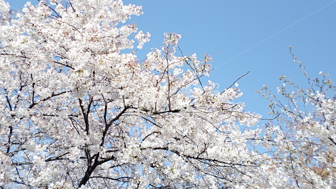 flower,꽃,봄,벚꽃나무,벚꽃,봄,계절,spring,season,plant,식물,blossom