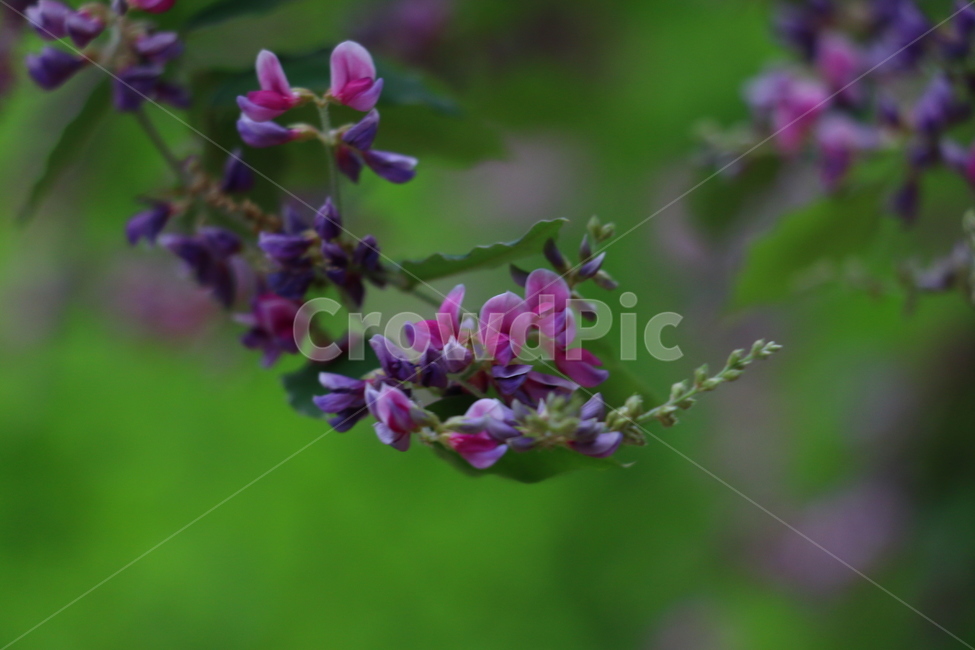 자연,풍경,초록,보랏빛,들꽃,꽃,식물,자연,plants,nature,꽃,flower