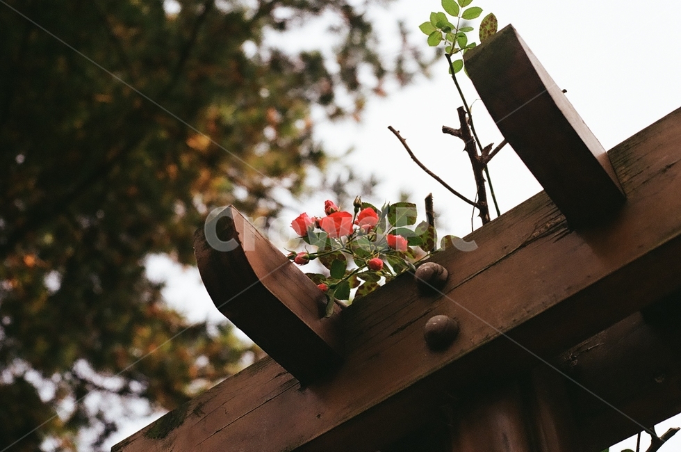 plant,식물,꽃,빨간꽃,가을,식물,자연,plants,nature,꽃,flower
