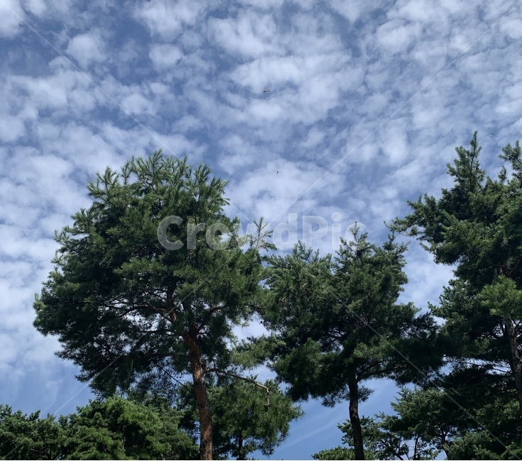 tree,나무,plant,식물,outdoors,옥외,하늘,하늘색,풍경,배경,배경화면,나무,trees,wood
