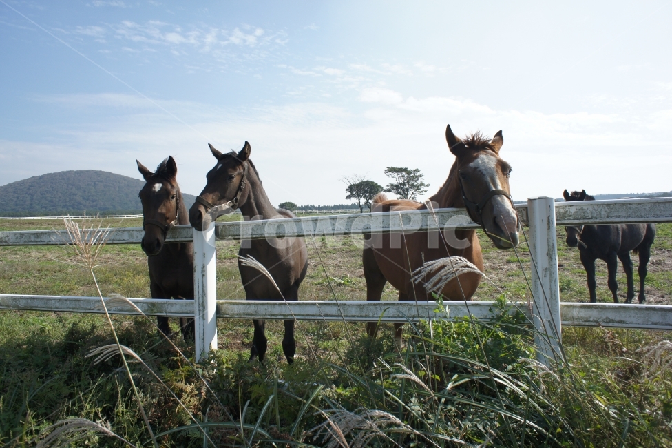 동물,animal,말,horse,풍경,landscape,목장,pasture,여행,travel,제주도,하늘,sky,감성,구름,croud,자연,nature,생동감,fresh,동물,animal,포유류,mammal,산업,industry,industrial,목축업,목장,livestock farming,ranching,pasture