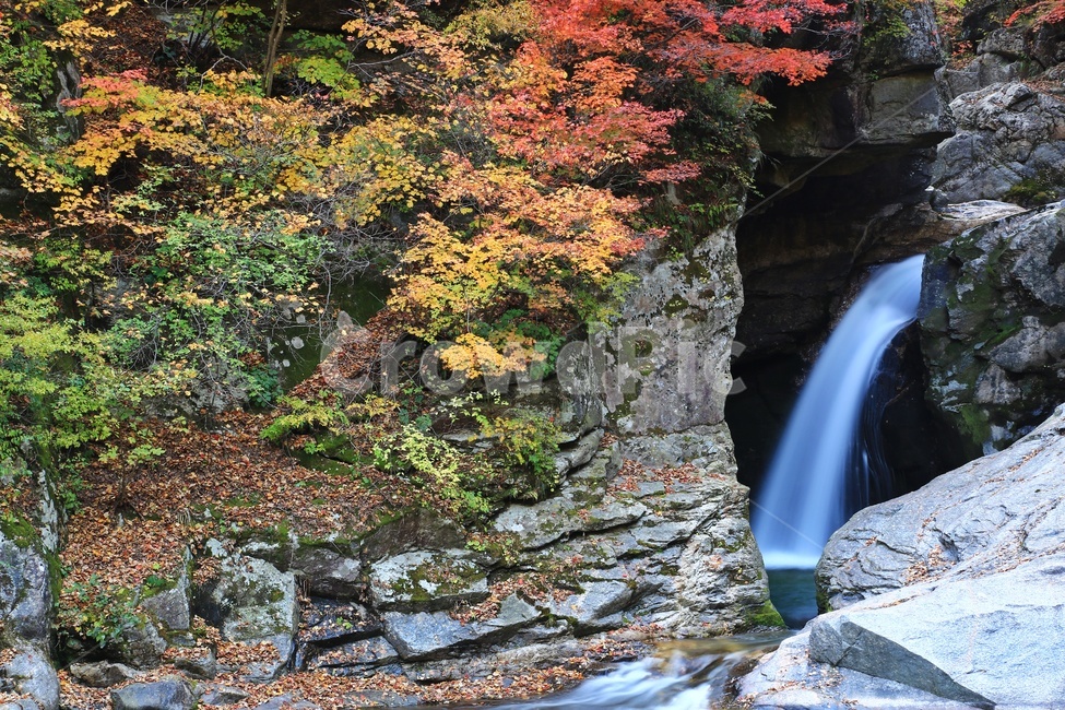water,물,nature,자연,outdoors,옥외,waterfall,폭포,tree,나무,plant,식물,leaf,잎,stream,흐름,경치,경관,풍경,계곡,가을,만추,추색,강원도,인제,상남,용소폭포,상남용소폭포,상남가을,가을,계절,fall,autumn,season
