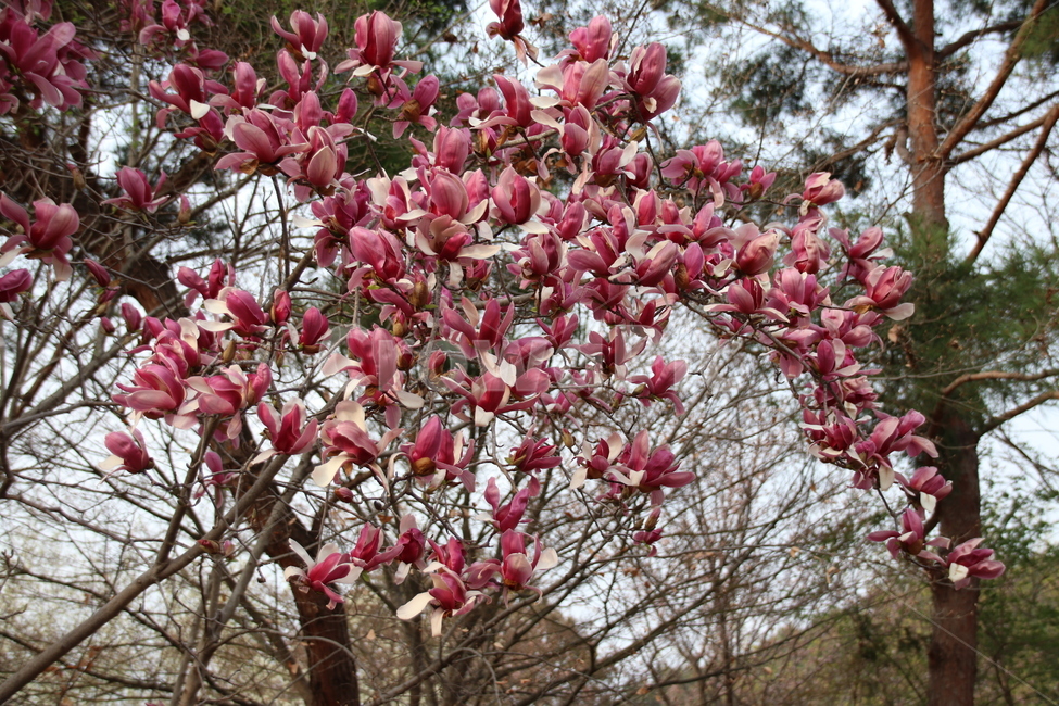 자목련,꽃,꽃나무,자연,봄,봄,계절,spring,season,식물,자연,plants,nature,꽃,flower,plant