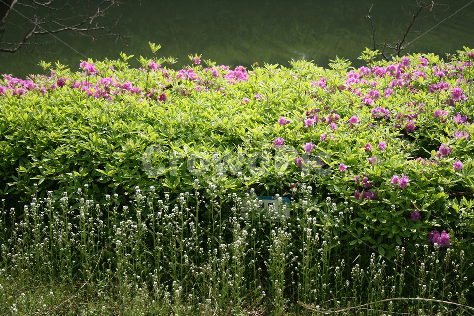 철쭉,봄,봄날,봄풍경,감성,spring,flower,공원,풍경,식물,새싹,잎,초록,꽃,분홍색,봄,계절,spring,season,식물,자연,plants,nature,꽃,flower,plant,hedge,방지책,fence,울타리