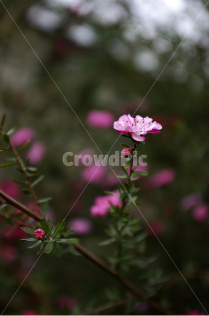 식물,꽃,flower,plant,color,호주매화,식물,자연,plants,nature,꽃,flower