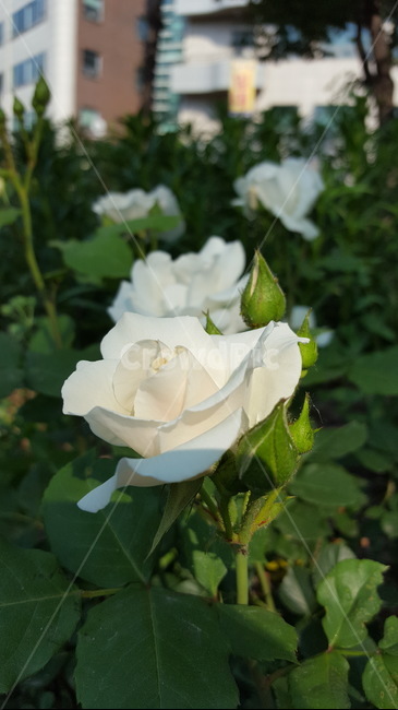 숲,꽃,자연,힐링,싱그로운,산책,flower,white,식물,자연,plants,nature,꽃,flower