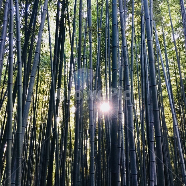 대나무,대나무숲,대나무햇빛,햇빛,역광,담양대나무,대나무길,자연,풍경,nature,landscape,식물,plants,나무,trees,wood,휴식,힐링,rest,relaxation,healing,plant