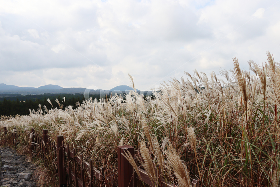 산굼부리,갈대,풍경,자연,식물,plant,grass,reed,nature,가을,계절,fall,autumn,season