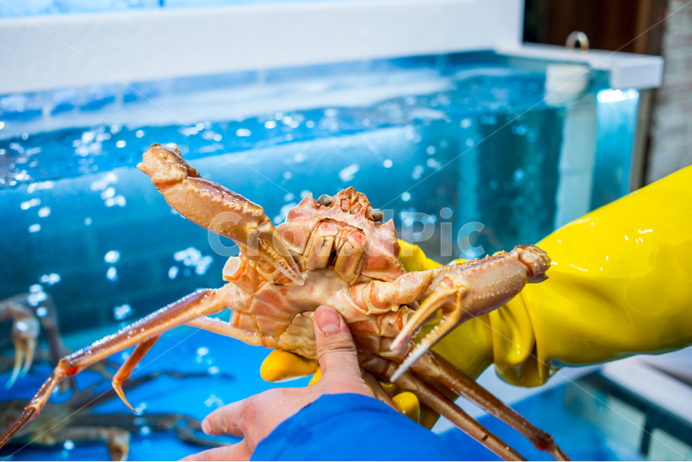 홍게,게,꽃게,식품,해물,해산물,홍게찜,크랩,crab,braisedredcrab,redsnowcrab,랍스터,lobster,sealife,해양생물,seafood,animal,food,음식,식재료,요리,food,cook,meal,dishes,food reserves,수산물,해산물,fishery products,seafood