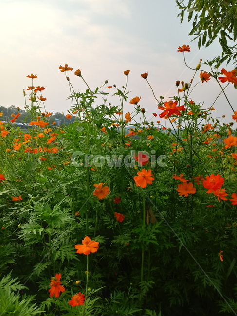 노랑코스모스,yellowcosmos,국화과,한해살이풀,황금코스모스,식물,꽃