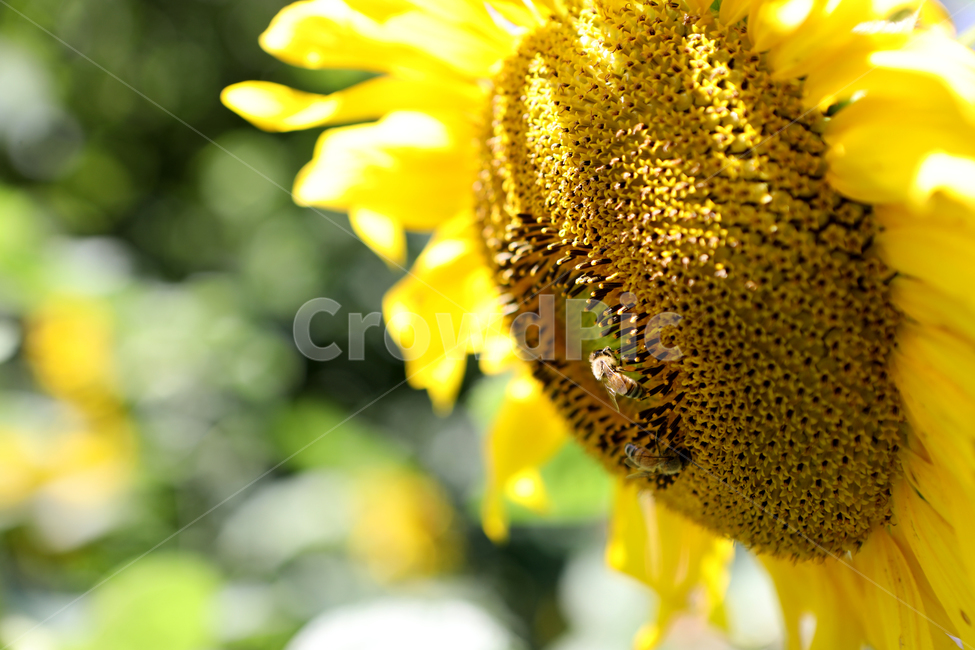 해바라기,벌,꽃,여름풍경,꽃밭,풍경,꿀벌,식물,자연,plants,nature,꽃,flower