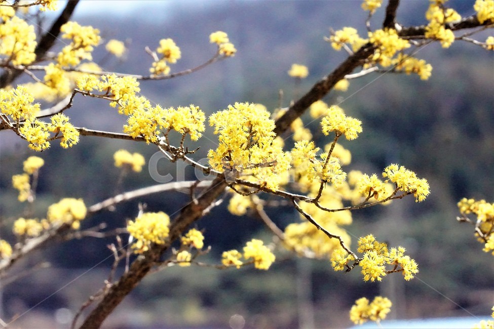 봄,산수유,꽃,노란색,나무,식물,자연,계절,yellow,nature,season,flower,beauty,tree,봄,계절,spring,season,식물,자연,plants,nature,꽃,flower,plant