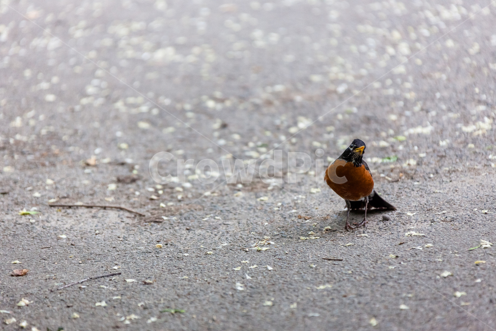 참새,작은,자연스러운,야생,새,공원,부리,정원,야생생물,동물,animal,조류,새,birds