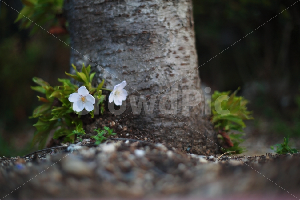 꽃,나무,벚꽃,벚꽃나무,감성,느낌,풀,봄,배경,ppt,식물,자연,plants,nature,봄,계절,spring,season,꽃,flower,plant,tree