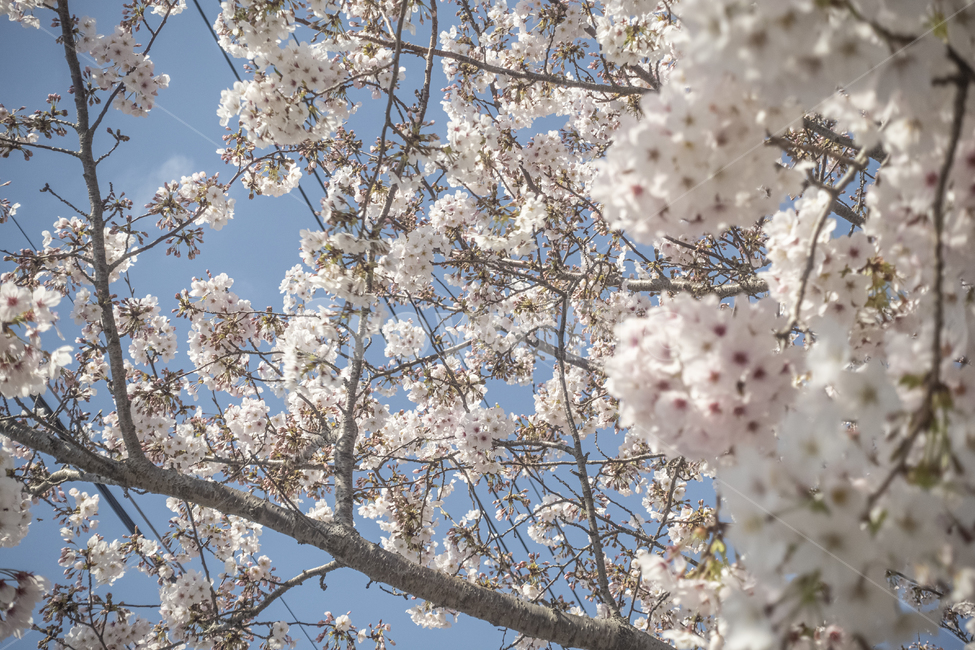 plant,식물,blossom,flower,꽃,cherryblossom,벚꽃,파란하늘,봄풍경,봄,spring,벗꽃놀이,벚꼬,벚꽃놀이,꽃놀이