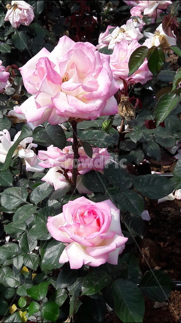 백만송이장미원,장미,꽃,연분홍,초록,식물,자연,plants,nature,꽃,flower