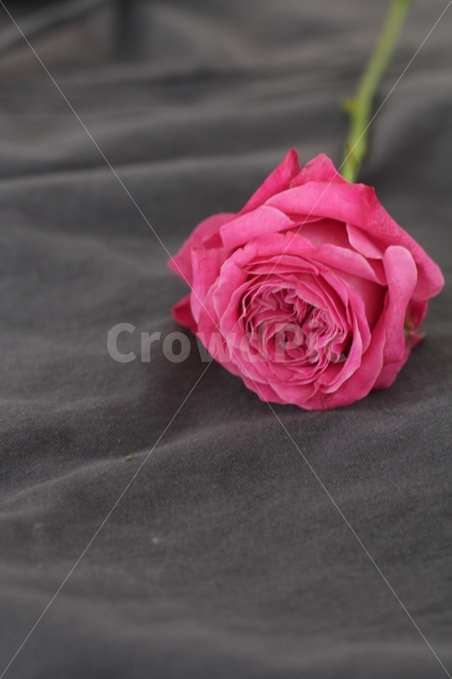 꽃,장미꽃,플라워,빨간장미,장미,flowers,floral,roses,식물,자연,plants,nature,꽃,flower,기념일,축하,anniversary,congratulation,celebrate,celebration