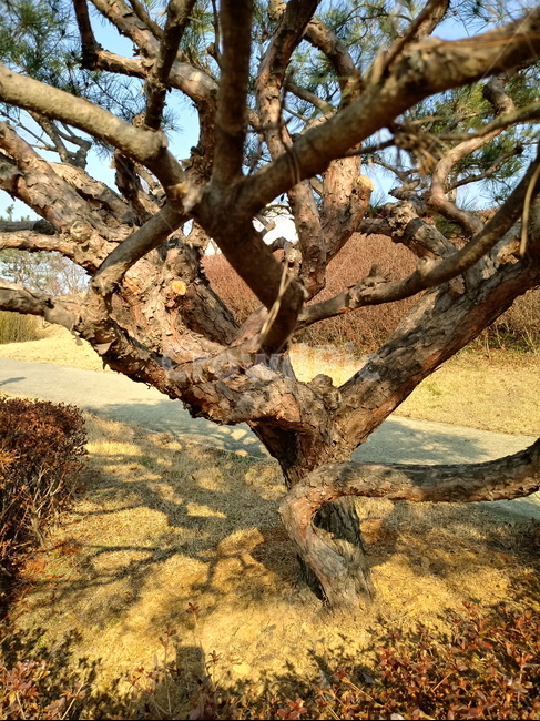 나무,식물,tree,plant,소나무,적송,잎,줄기,treetrunk,식물,자연,plants,nature,나무,trees,wood