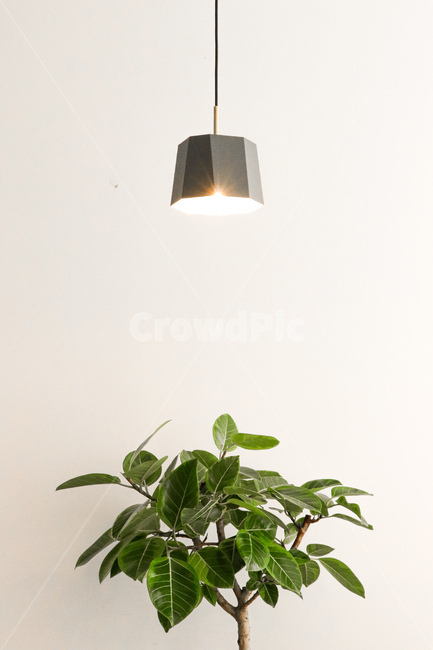 자연,화분,배경,장식,인테리어,인테리어디자인,인테리어,실내디자인,interior design