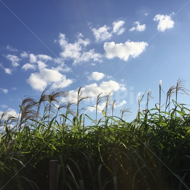 억새,억새밭,하늘공원,공원,억새축제,자연,풍경,nature,landscape,grass,잔디,plant,식물
