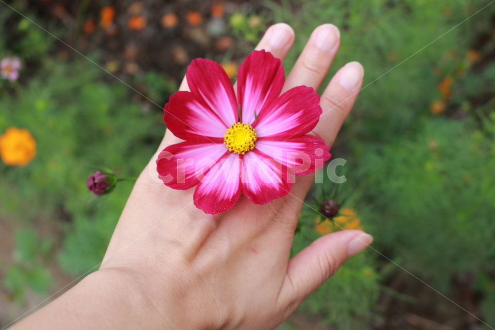 꽃,가을,손,국화,사람,식물,자연,plants,nature,꽃,flower