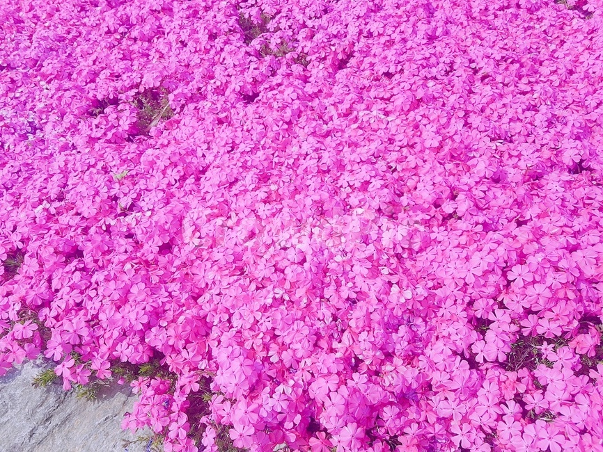 꽃,꽃만개,분홍,자연,핑크,flower,길가