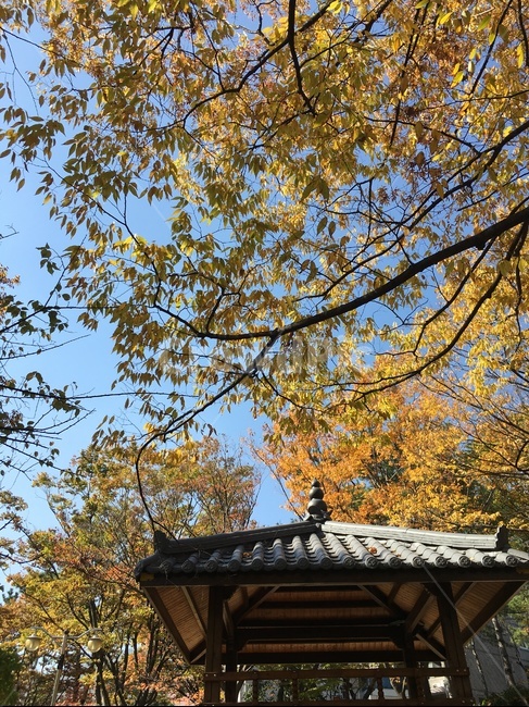 tree,나무,식물,plant,가을날씨,공원,가을,단풍,fall,park,maple,산책로,가을,계절,fall,autumn,season
