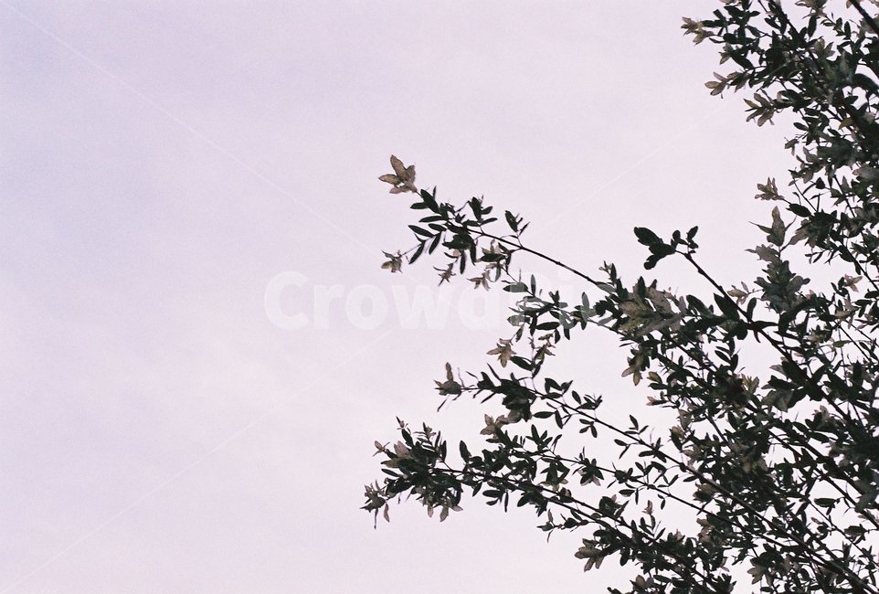 식물,tree,하늘,flying,나무,필름사진,감성사진