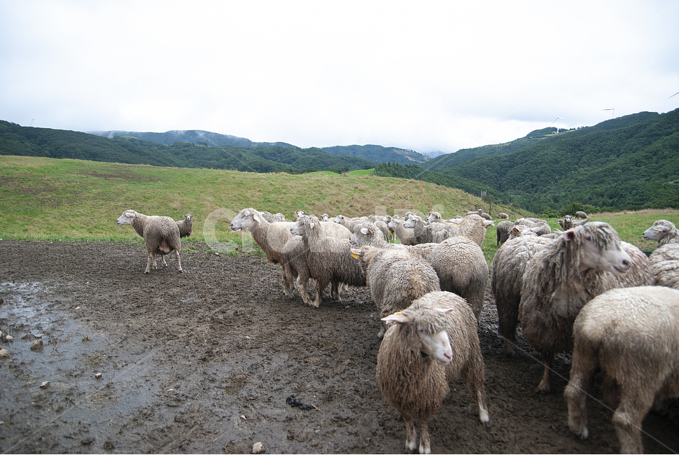 양떼,양들,대관령,양떼목장,양털,sheep,양,목초지,들,grassland,동물,animal,포유류,mammal
