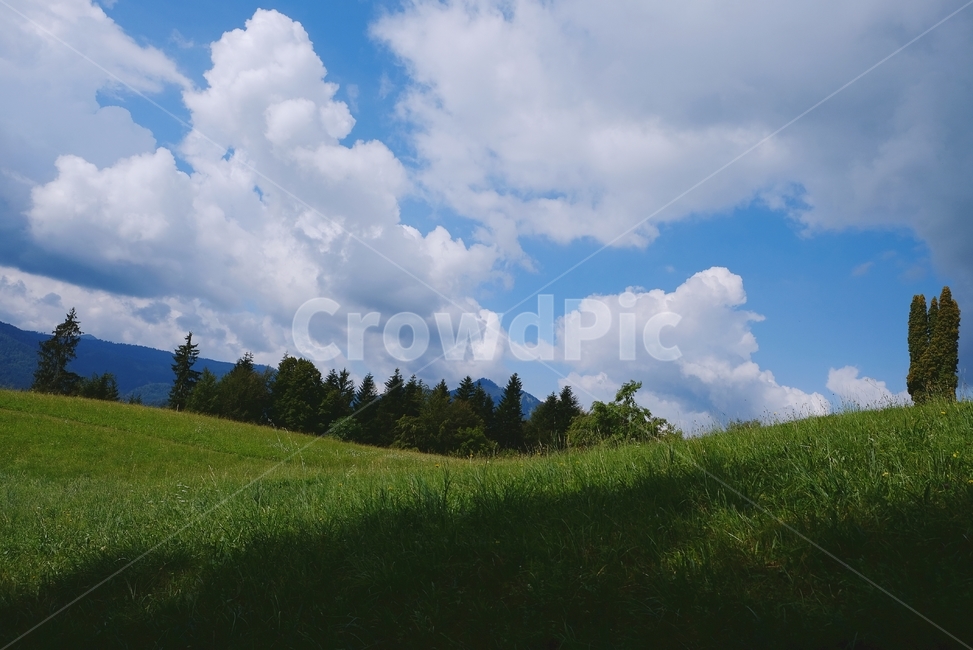 들판,하늘,구름,초원,나무,field,sky,cloud,sunny,bluesky,파란하늘,tree,grass,자연,풍경,nature,landscape,outdoors,옥외,grassland,목초지,들,weather,날씨,cumulus,적운