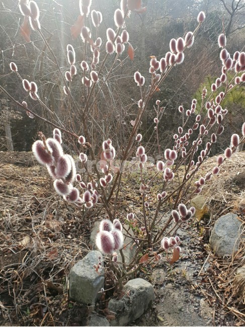 식물,plant,꽃,blossom,dalsles,flower,자연,nature,catkin,버들강아지,awillowdog,신비한,분위기,emotion,한국자연풍경,koreanaturelandscape,자연풍경,풍경,힐링,배경,landscape,아롱거리는