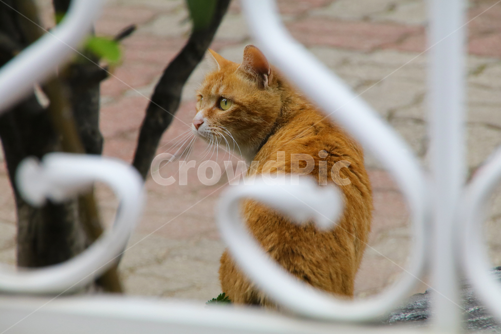 고양이,야옹이,개냥이,길냥이,동물,동물,animal,포유류,mammal,고양이,cat,kitten,kitty