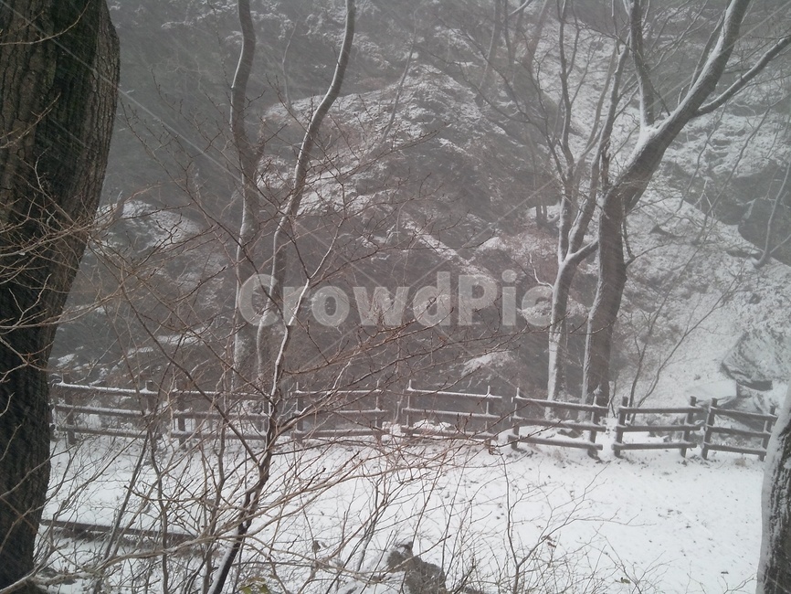 겨울,눈,나무,눈내린뒤,울타리,나뭇가지,감성,앙상한,날씨