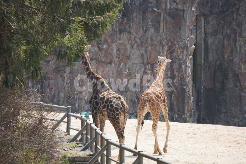 기린,동물,동물원,공원,자연,동물,animal,포유류,mammal