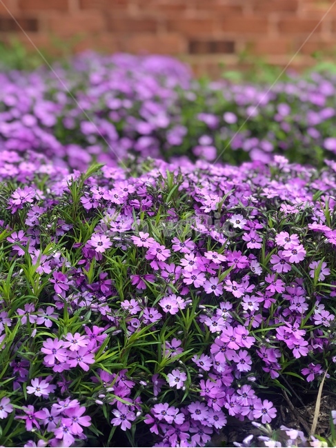 야생화,로벨리아,핑크꽃,야생꽃,lobeliaerinus,보라색꽃