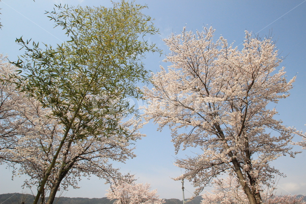 풍경,나무,대나무,매화,landscape,tree,bamboo,cherryblossom